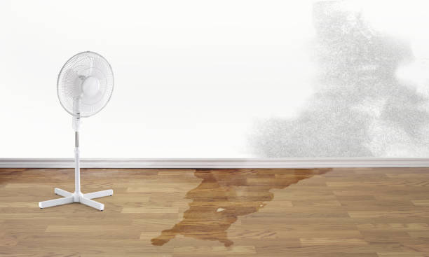 Best Basement water damage restoration  in Lake Isabella, CA
